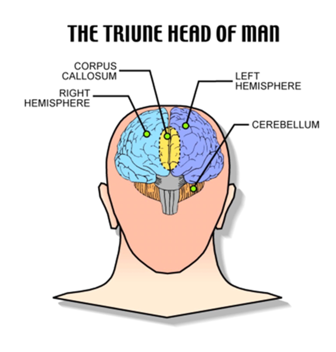 The Triune head of man